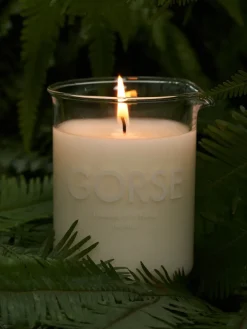 Gorse Candle